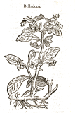 Atropa bella-donna RCP ex Theophrastus 1644.JPG